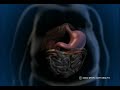 Lap Band Surgery - Laparoscopic Gastric Banding