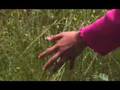 Priscilla Ahn's A Dream Music Video