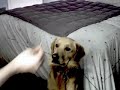 Dog Trick - Treat On the Nose