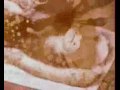 lsd-screaming-hotdog.html
