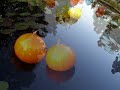 Chihuly in Saint Louis Botanical Garden 2006