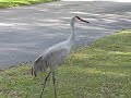 Sandhill Cranes-Bushnell-FL-Nov26-2009 032.avi