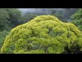 BBC Planet Earth - Yann Tiersen - Comptine d'un autre ete  L'apres midi