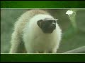 Brazil for travelers - Amazon Rainforest Brazil for travelers - Amazon Rainforest