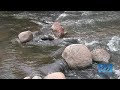 Arizona Streams Montage