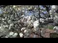 Visit Franklin Tennessee... View Video
