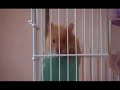 Anas - The Hamster Part 1 Anas - The Hamster Part 1