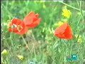 I colori della primavera