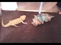 Gob the bearded dragon has his first fight... with a mop...