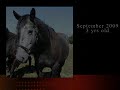 Donatella Young Mare in foal For Sale  Dressage/ Jumper Prospect