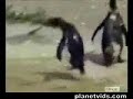 Pilled Up Penguin Pilled Up Penguin