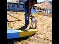 American Bulldog Puppy Learning Agility Equipment