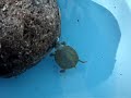 tortuga orejas rojas (trachemys scripta elgans) tortuga orejas rojas (trachemys scripta elgans)