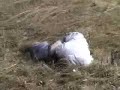 izhmash-saiga-shotgun.html