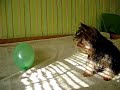 Yorkshire Terier play with baloon