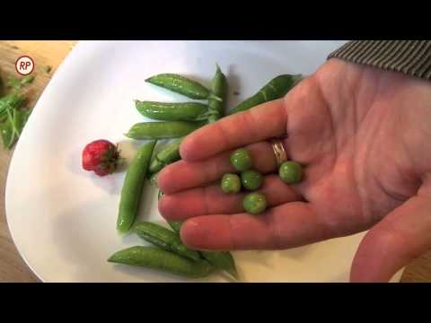 video-linktoworks-Eating raw organic peas - Vlog