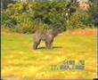 Boyero de Flandes video