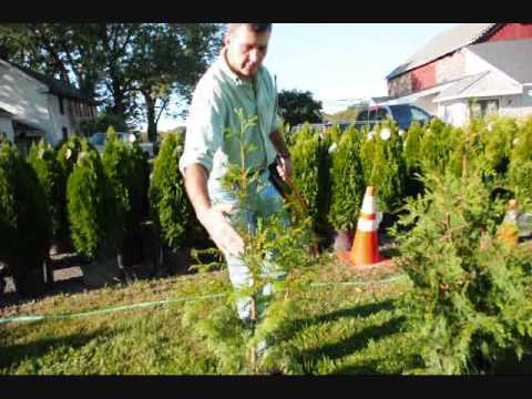 how to transplant conifers
