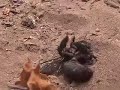 Ants Attack Bee
