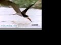 land-of-the-free.html