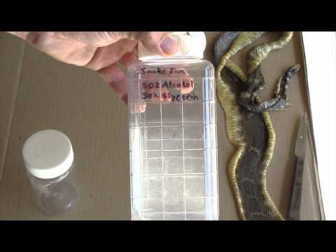 how to skin a snake
