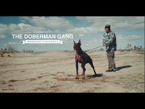 Download Film The Doberman Gang 1972