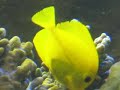 AQUARIO DE TOBA PEIXE PALHA�O   HONDA
