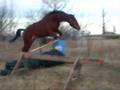 videos de 2005 CSH warmblood gelding