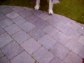 Lonne speelt met de bal