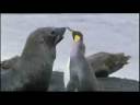 Master of Penguins