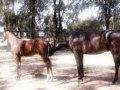 Hillendale Warmbloods