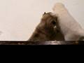 Sasha Pickens' puppies 12