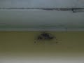 Daddy long leg invasion