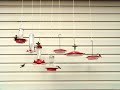 War of the Hummingbirds