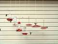 War of the Hummingbirds