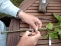 chip budding part 2