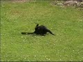 Blackey the Cat and the Shrew Blackey the Cat and the Shrew