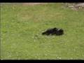 Blackey the Cat and the Shrew