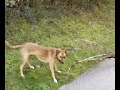 lola joue avec la branche 2.3gp