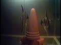 Taiwanese 埃及神仙 altum angelfish sexing and breeding