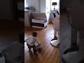 [サッカー]わずか１歳半ながらもオランダ１部のクラブと契約させた赤ちゃんのプレー動画。のサムネイル3