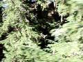 videos de Whistler zip lining - the big one
