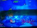 Fishy Feed