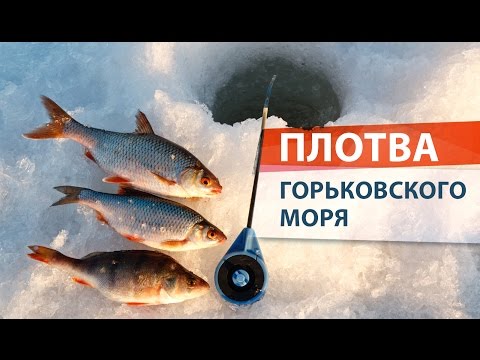 как ловить тарань на море как ловить тарань на море