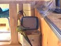 Parrot - Patagonian conure Miki and friends