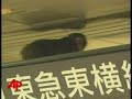 Wild monkey in Tokyo train commuters