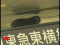Wild monkey in Tokyo train commuters