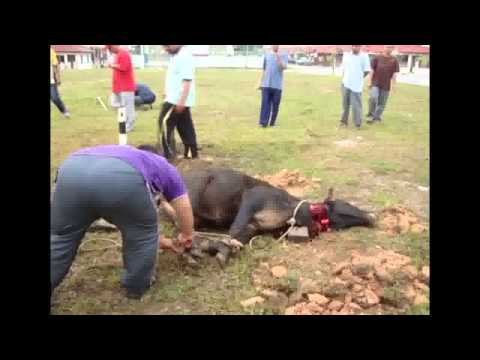 sembelih lembu -
