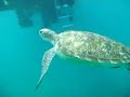 Friendly Turtle Friendly Turtle