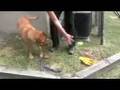 Coalition to Unchain Dogs - Trouble, Britney & Cinnamon